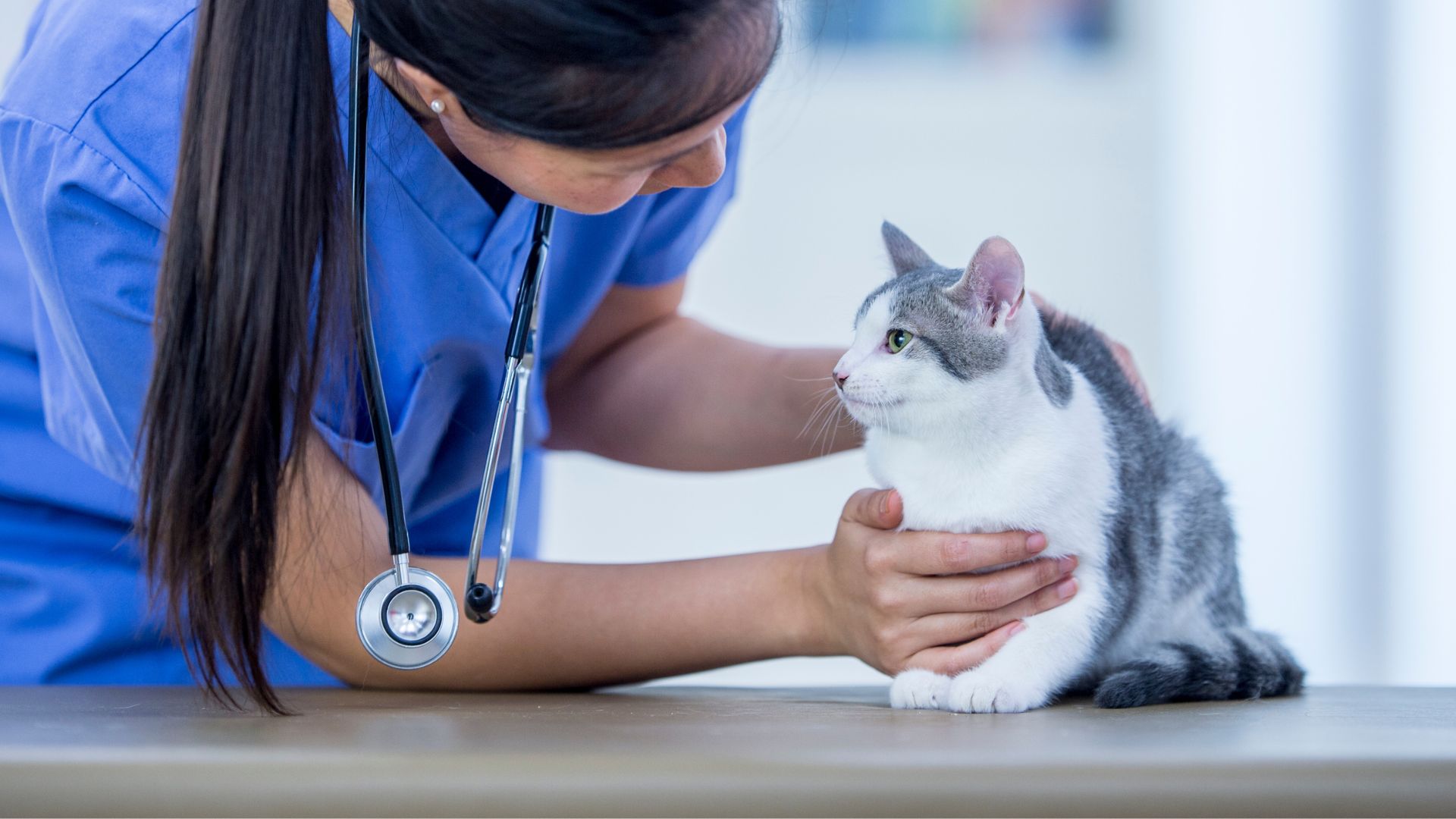 A person in a blue scrub with a stethoscope examining a gray and white cat