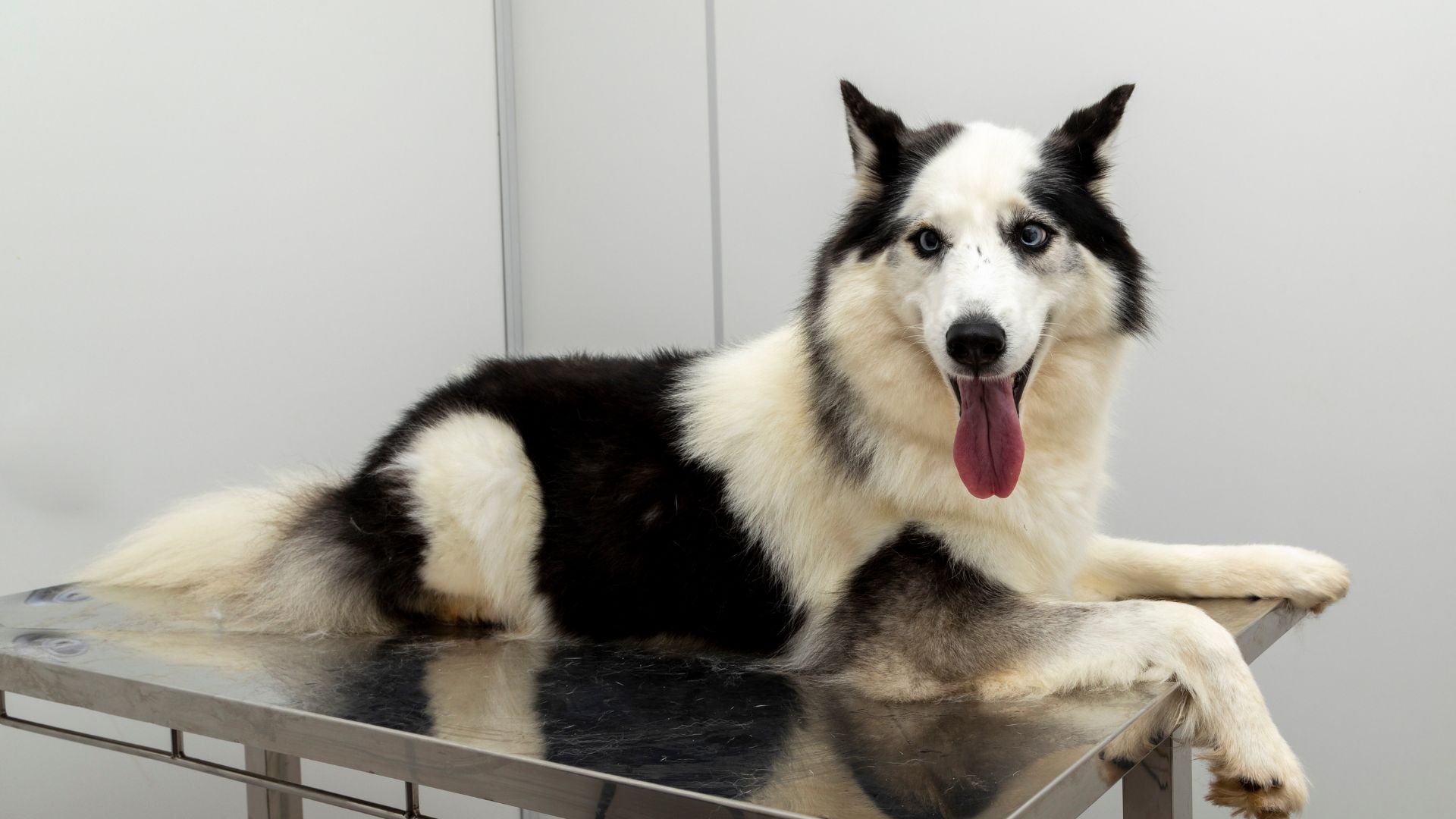 A black and white dog lying on a metal table with its tongue out