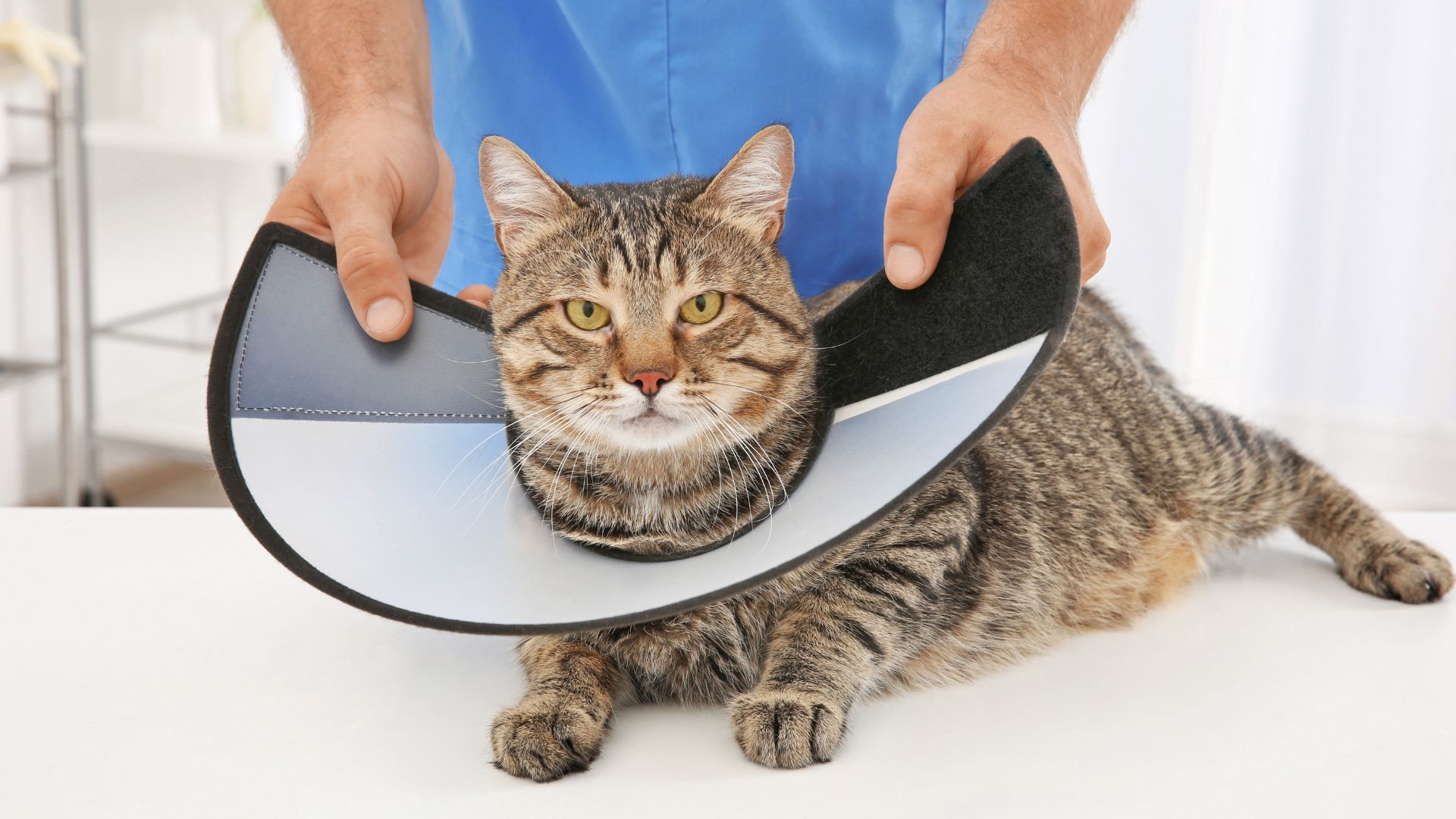 A cat wearing a cone collar around its neck