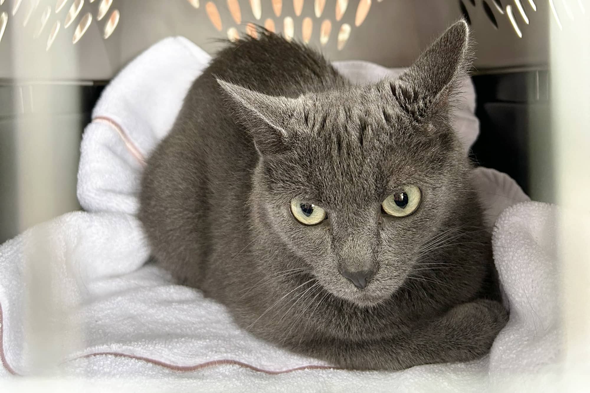 cat laying down in carrier